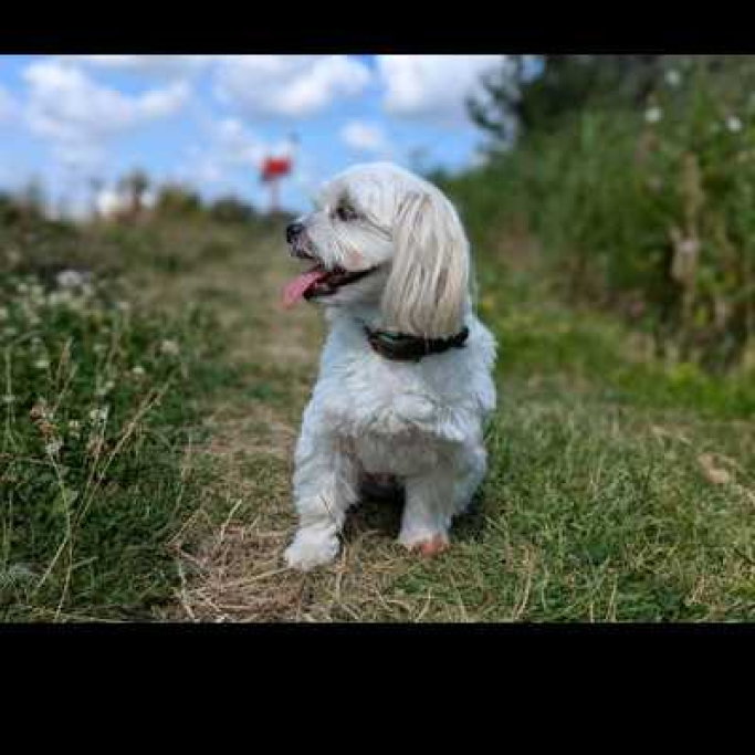 Remco, pet sitter in Krimpen aan den IJssel, photo 1