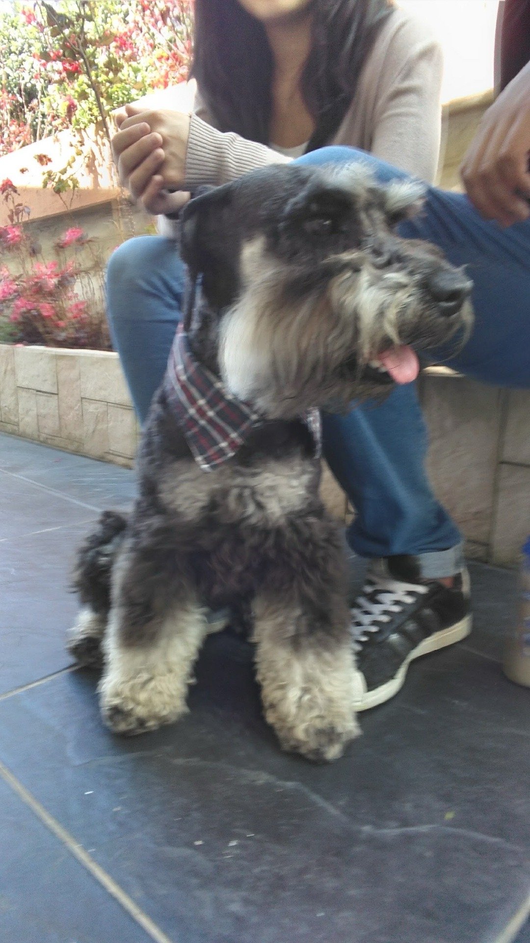 Jack, Tiersitter in Königswinter, Foto 3