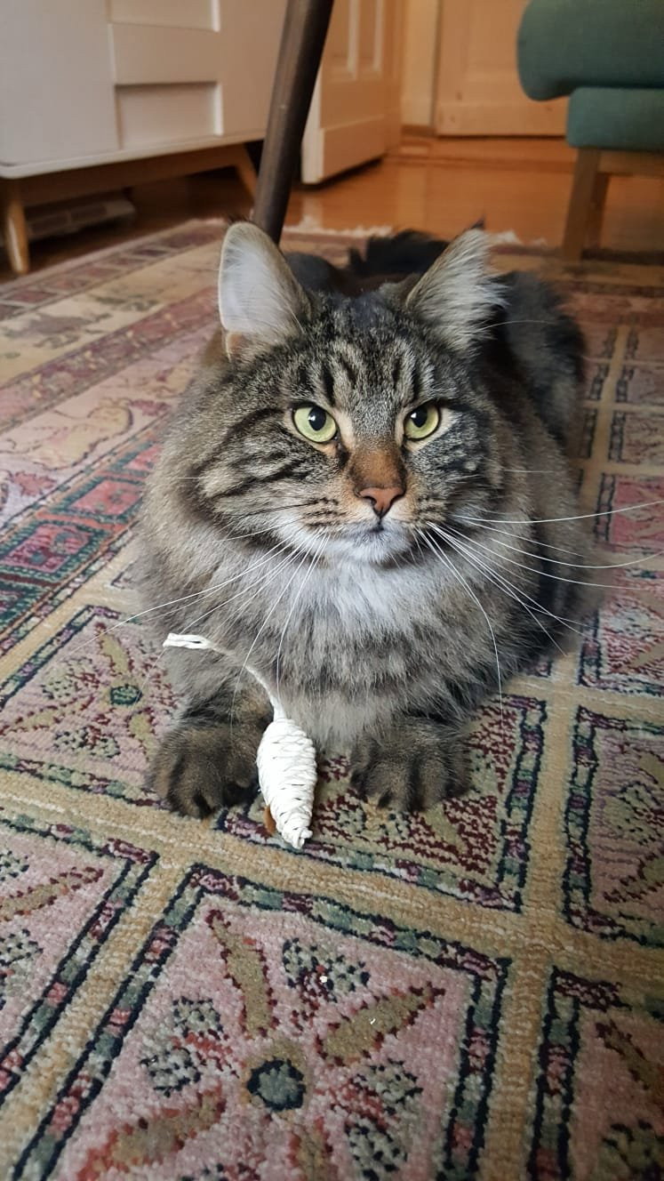 Sophie, Tiersitter in Berlin, Foto 2