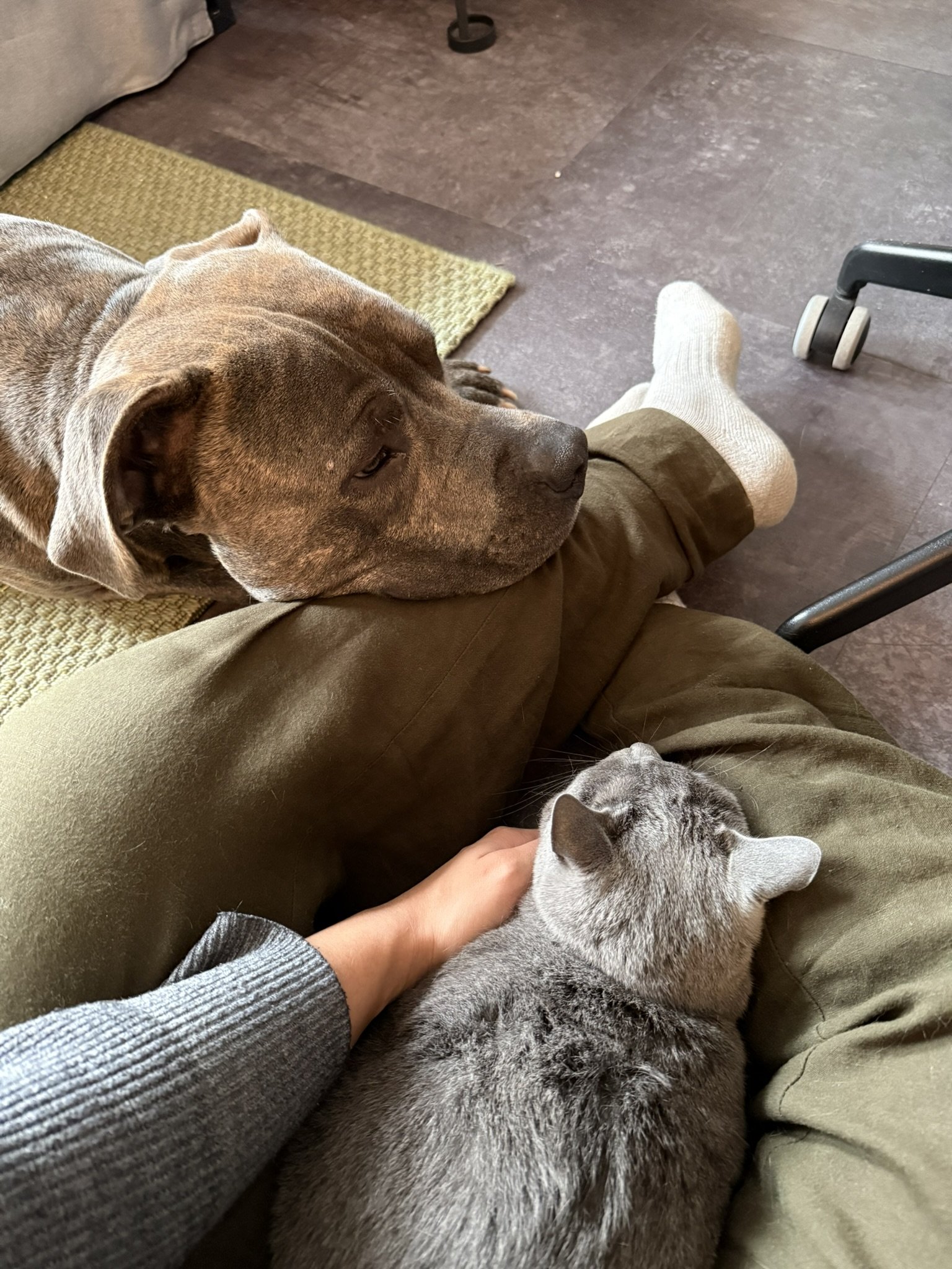 Bruna, pet sitter in Amsterdam, photo 4
