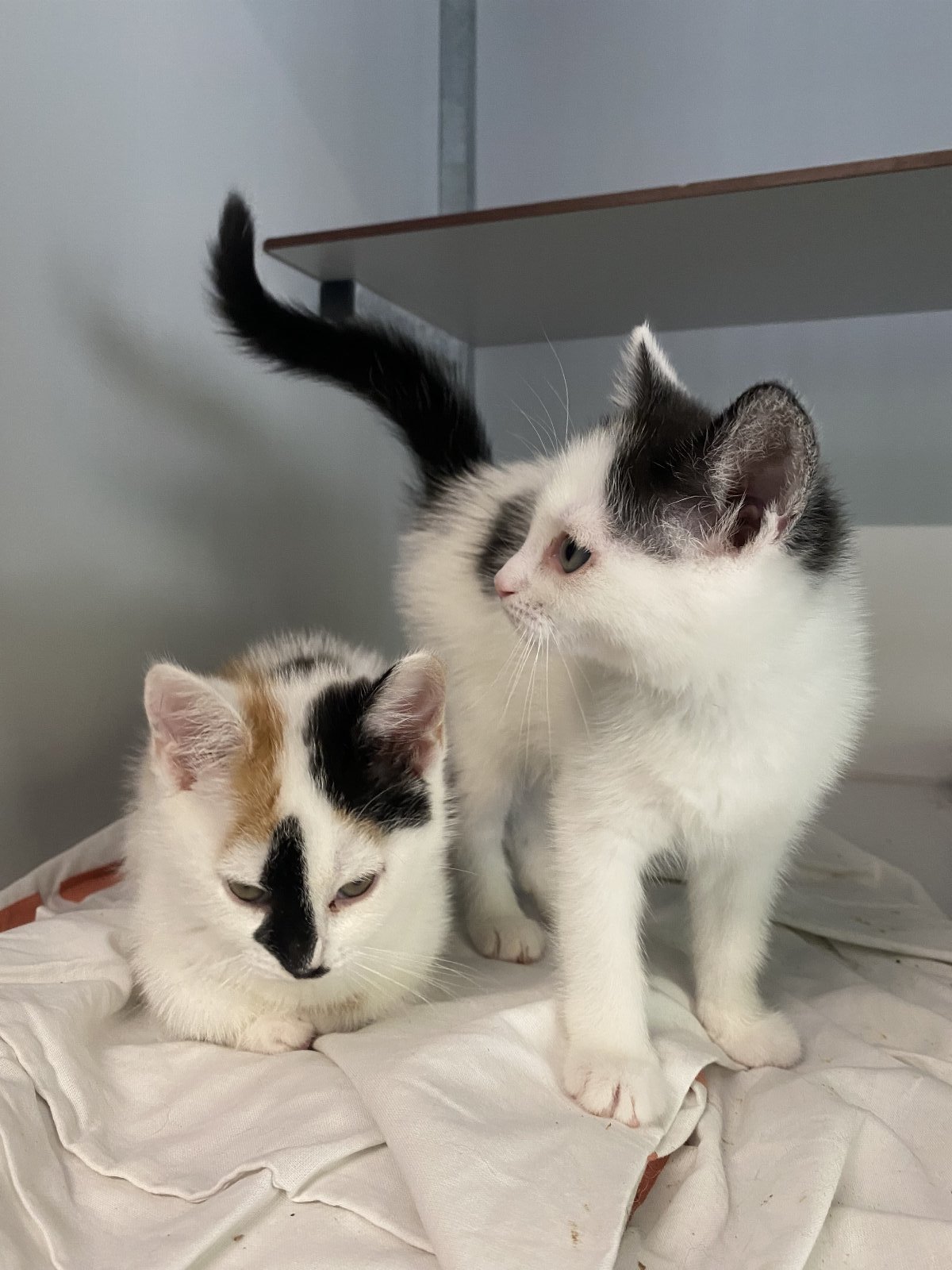 Anna.Franciszka, pet sitter in Voorburg, photo 3