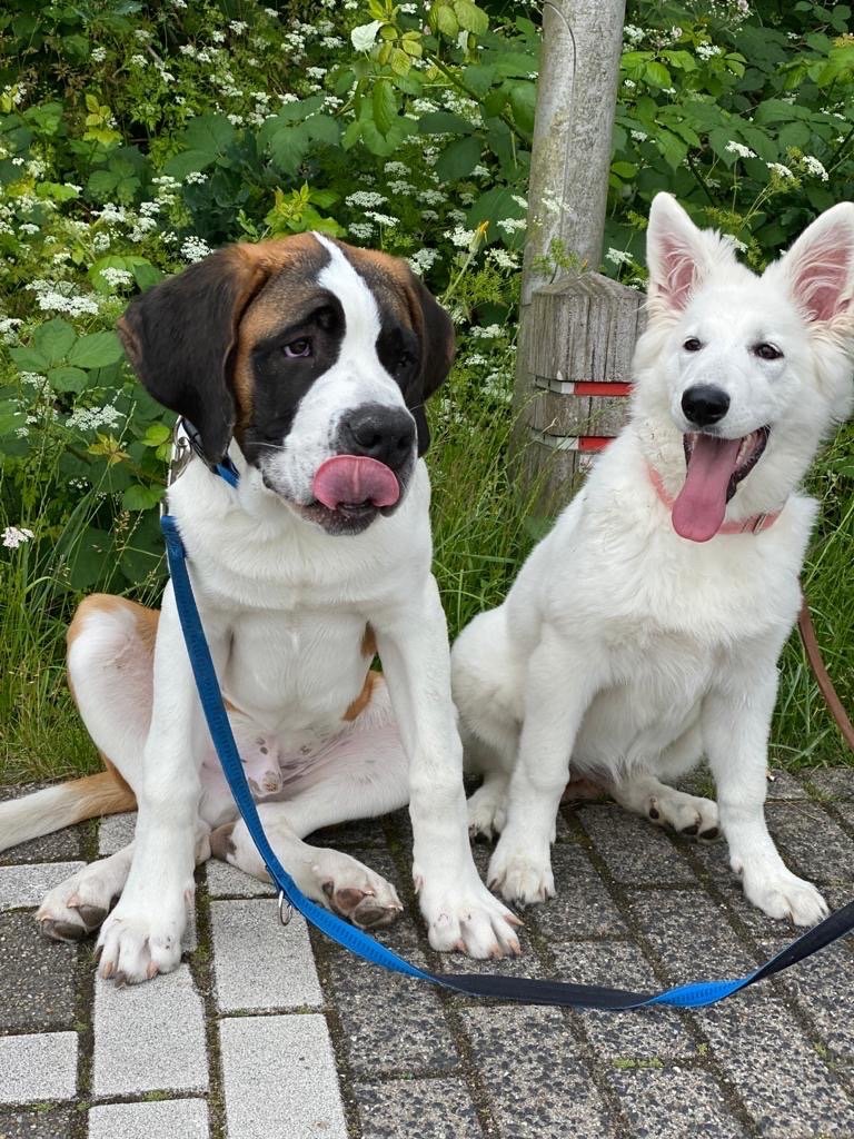 Lada, pet sitter in Hilversum, photo 1