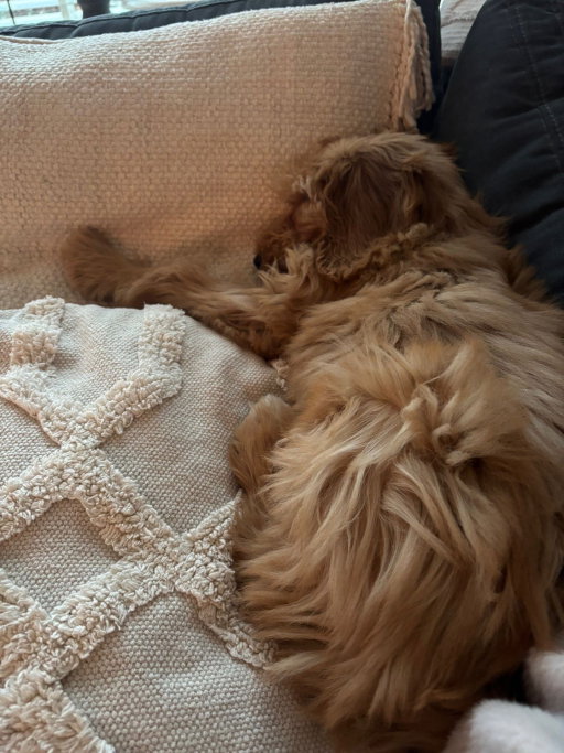 Kelly, pet sitter in Kortenhoef, photo 1