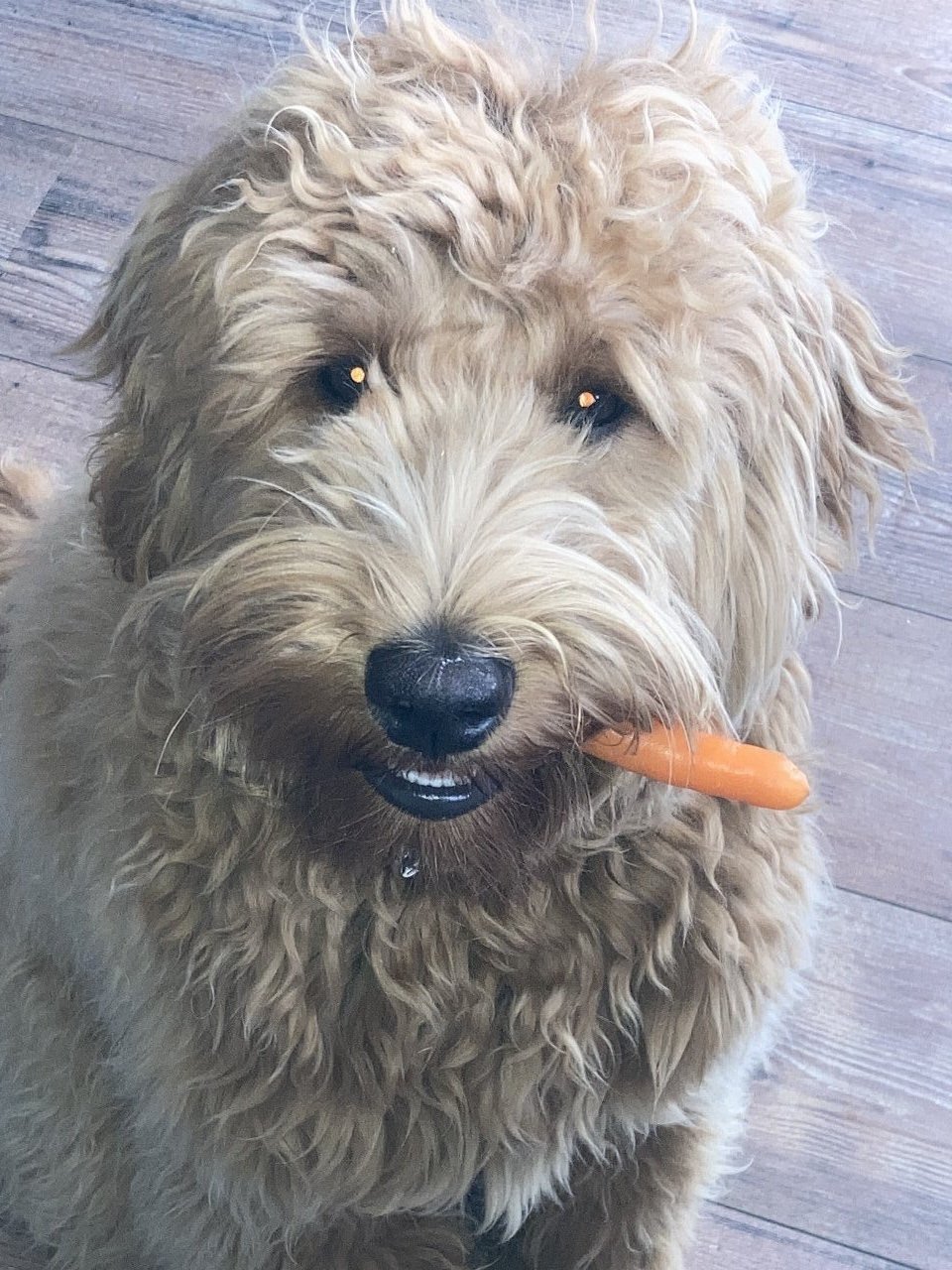 Marsha, pet sitter in Landgraaf, photo 1