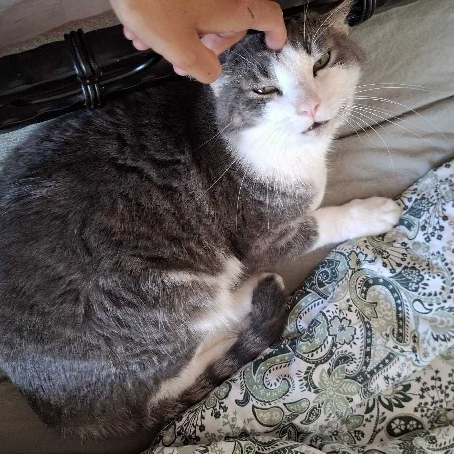 Cuyén, pet sitter in Veldhoven, photo 1