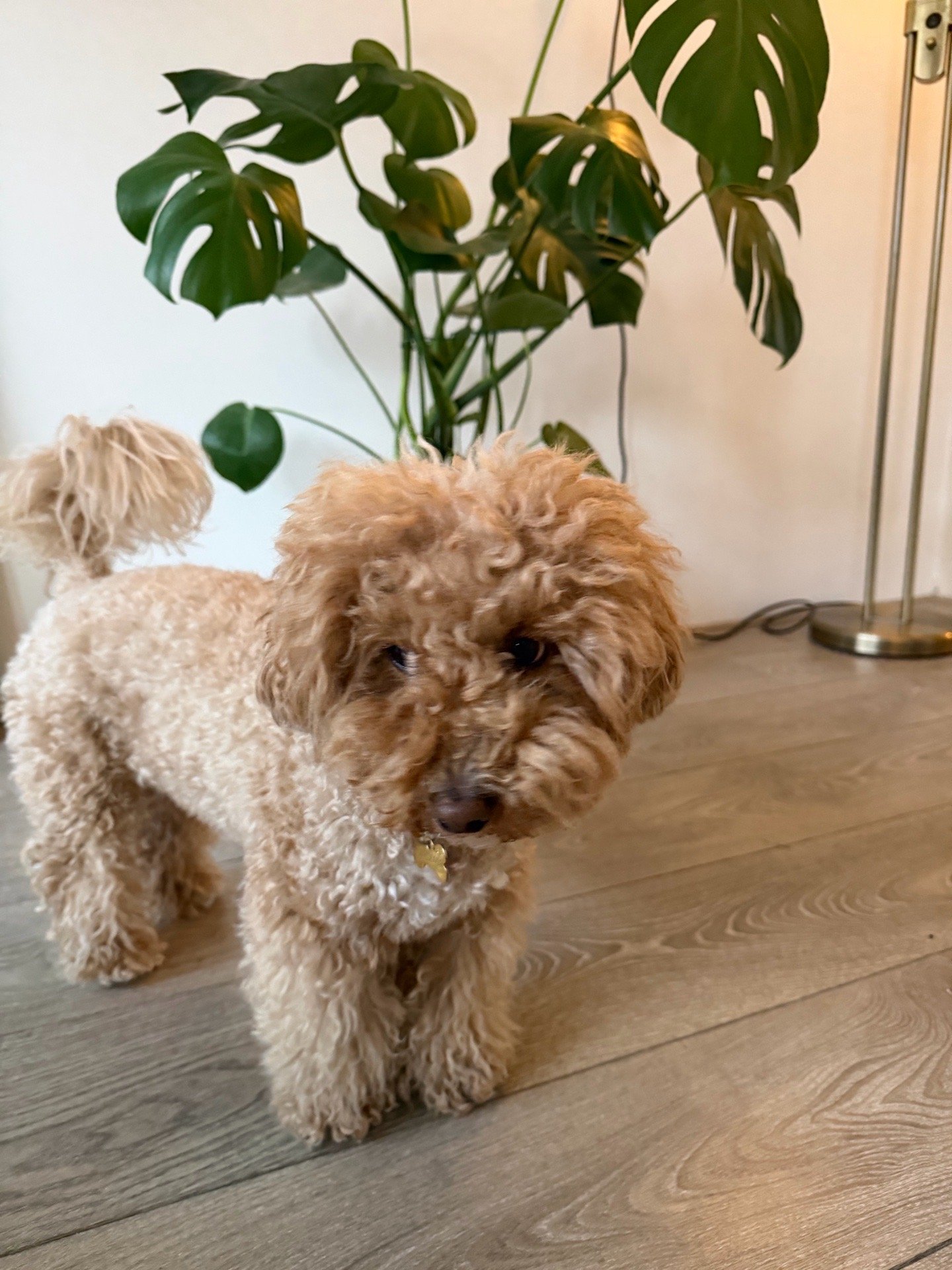 Dara, pet sitter in Amsterdam, photo 3