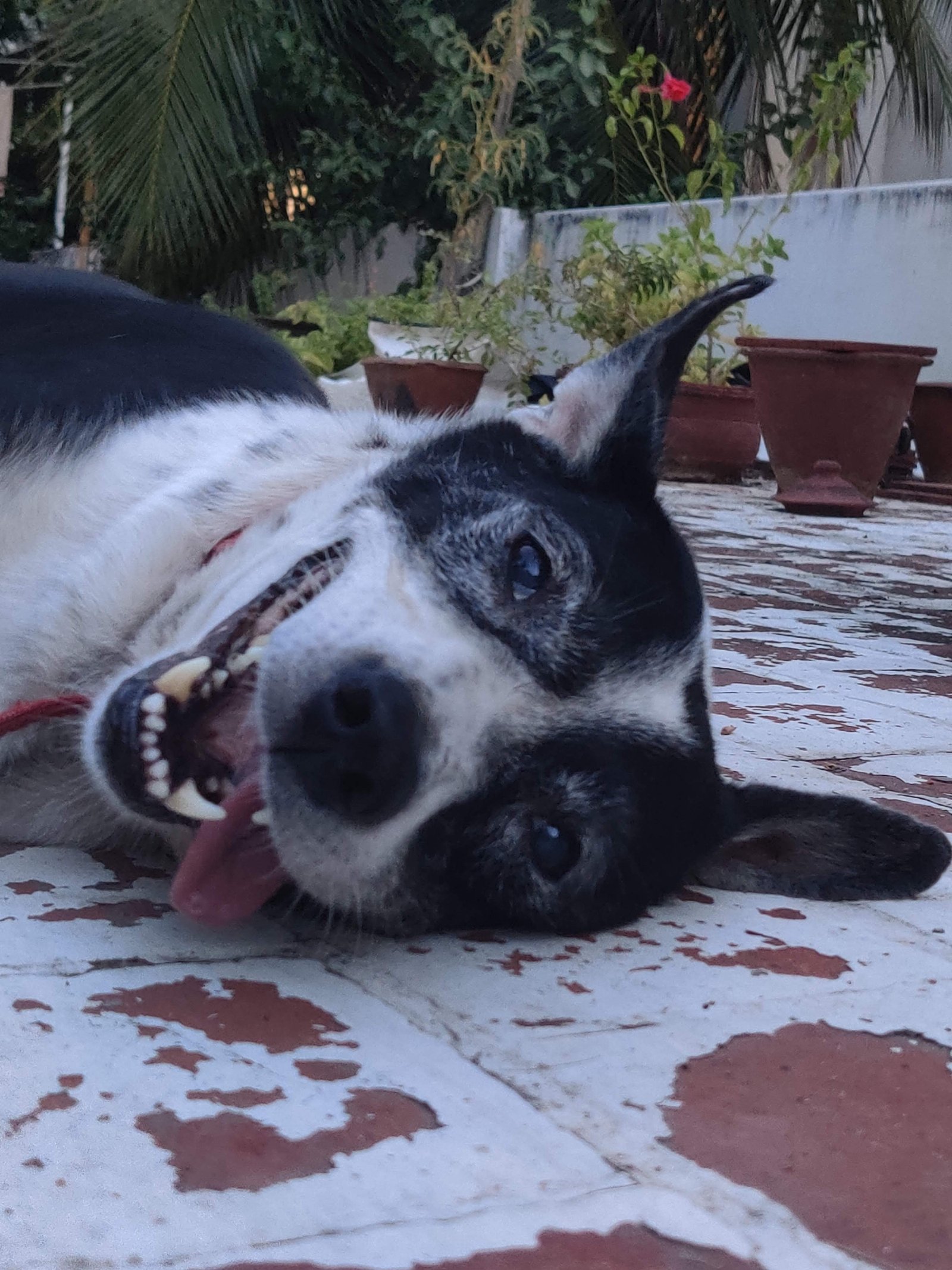 Guanqun, pet sitter in Delft, photo 4