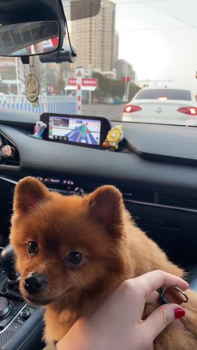 Yushan, pet sitter in Delft, photo 1