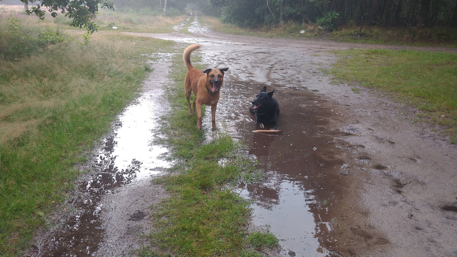 Kevin, pet sitter in Nieuw-Amsterdam, photo 5