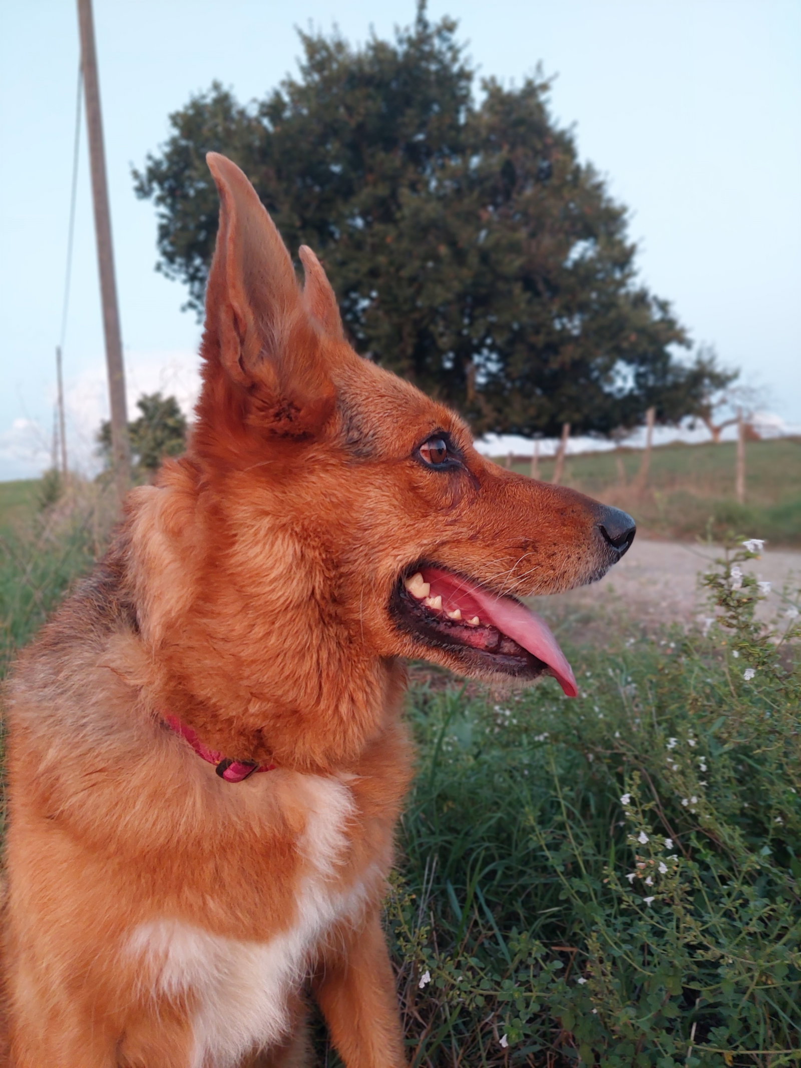 léna, Tiersitter in München, Foto 1
