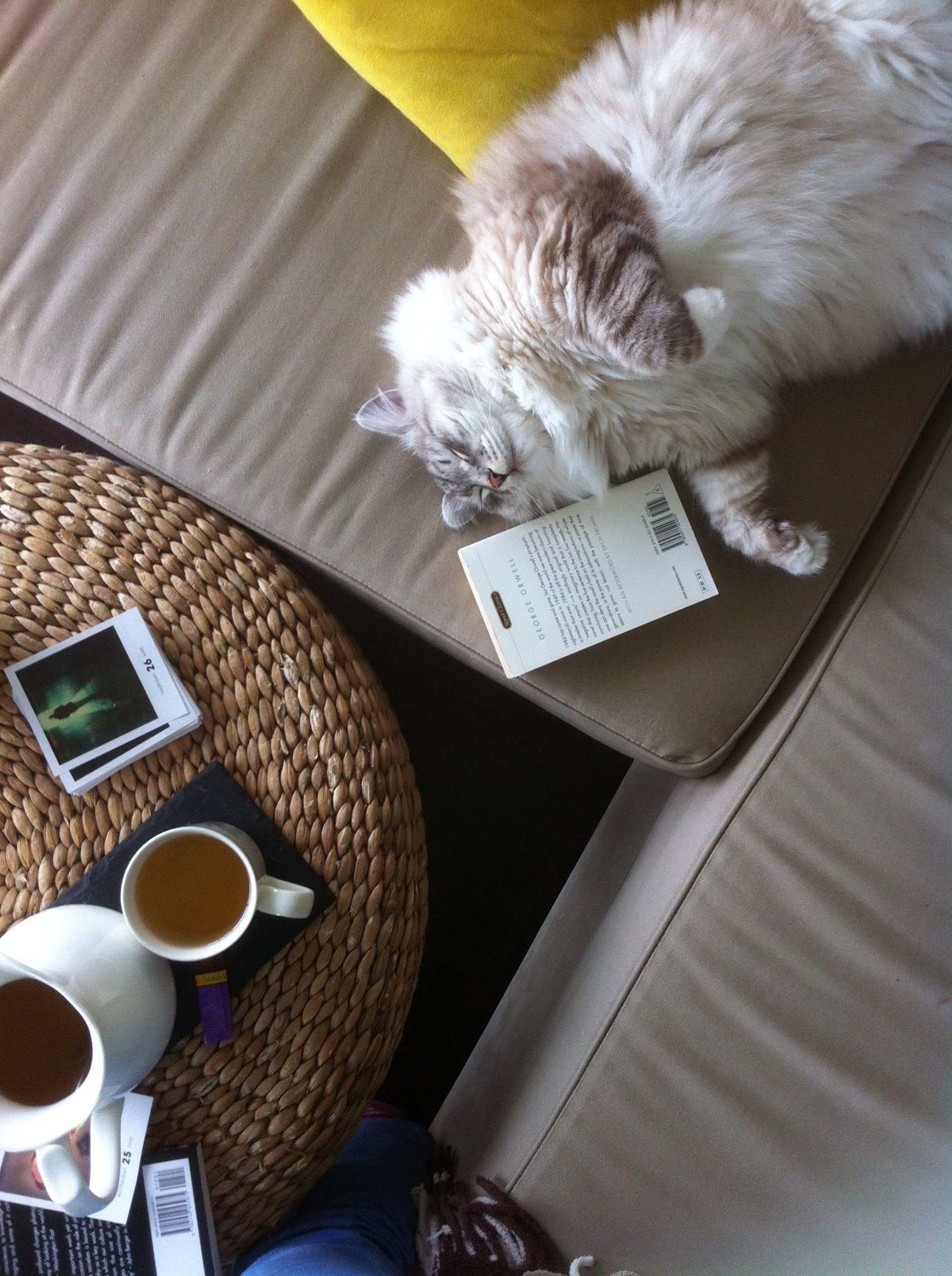 Hoi-yin, pet sitter in Nootdorp, photo 2