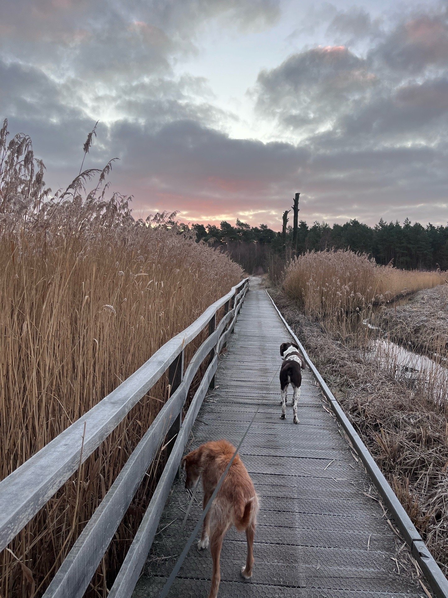 Ysja, pet sitter in Wintelre, photo 1