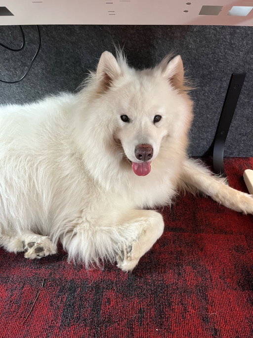 Masja, pet sitter in Ravenstein, photo 5
