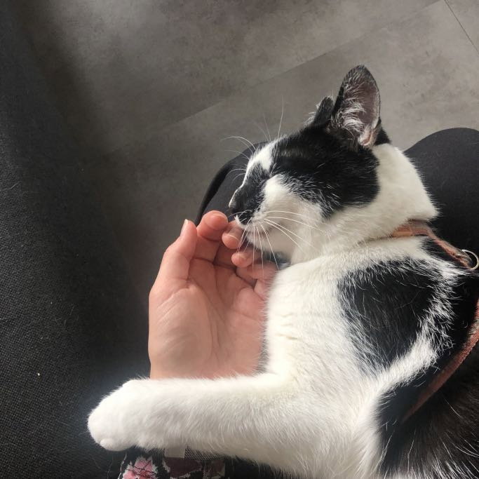 Sterre, pet sitter in 's-Gravenhage, photo 3