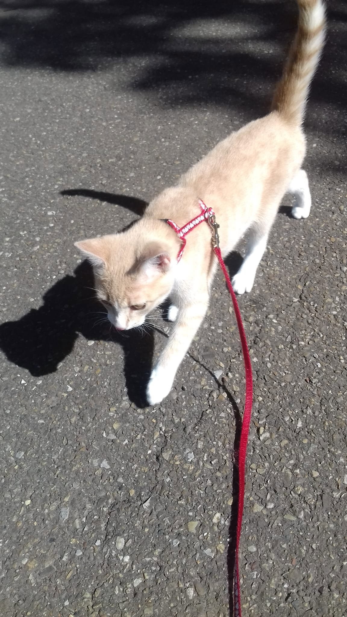 Jolien, pet sitter in Voorburg, photo 4
