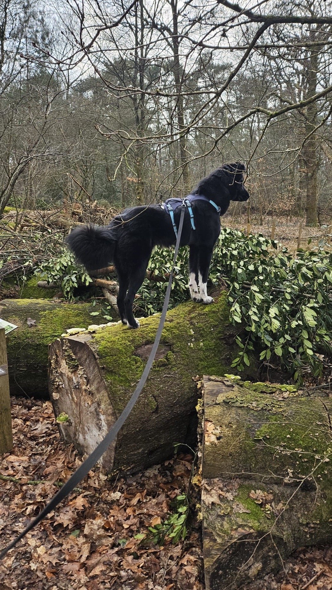 Joachim, pet sitter in Heumen, photo 3