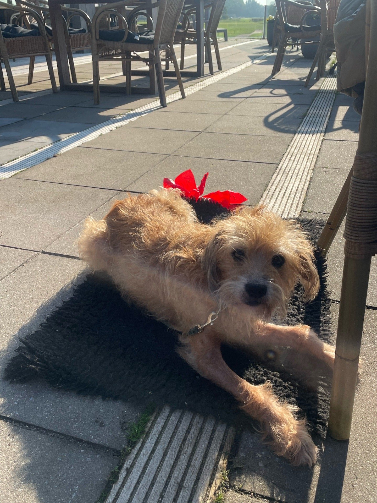 Vera, pet sitter in Amsterdam, photo 4