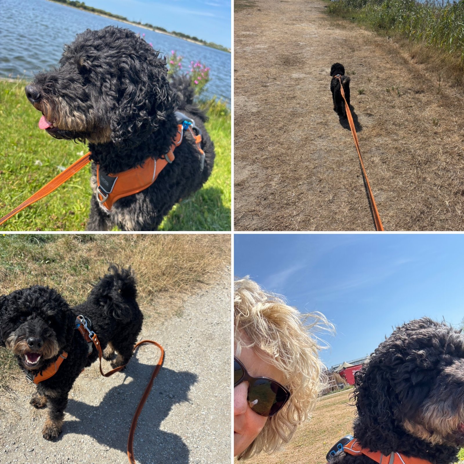 Simone, pet sitter in Leiden, photo 1