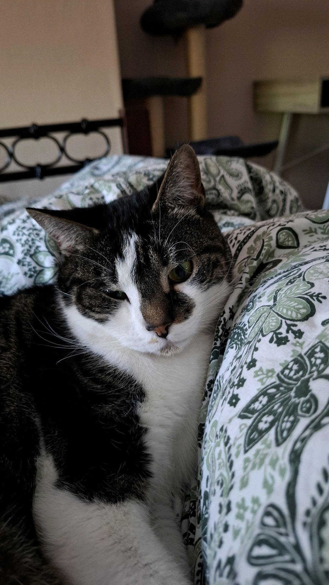 Cuyén, pet sitter in Veldhoven, photo 4