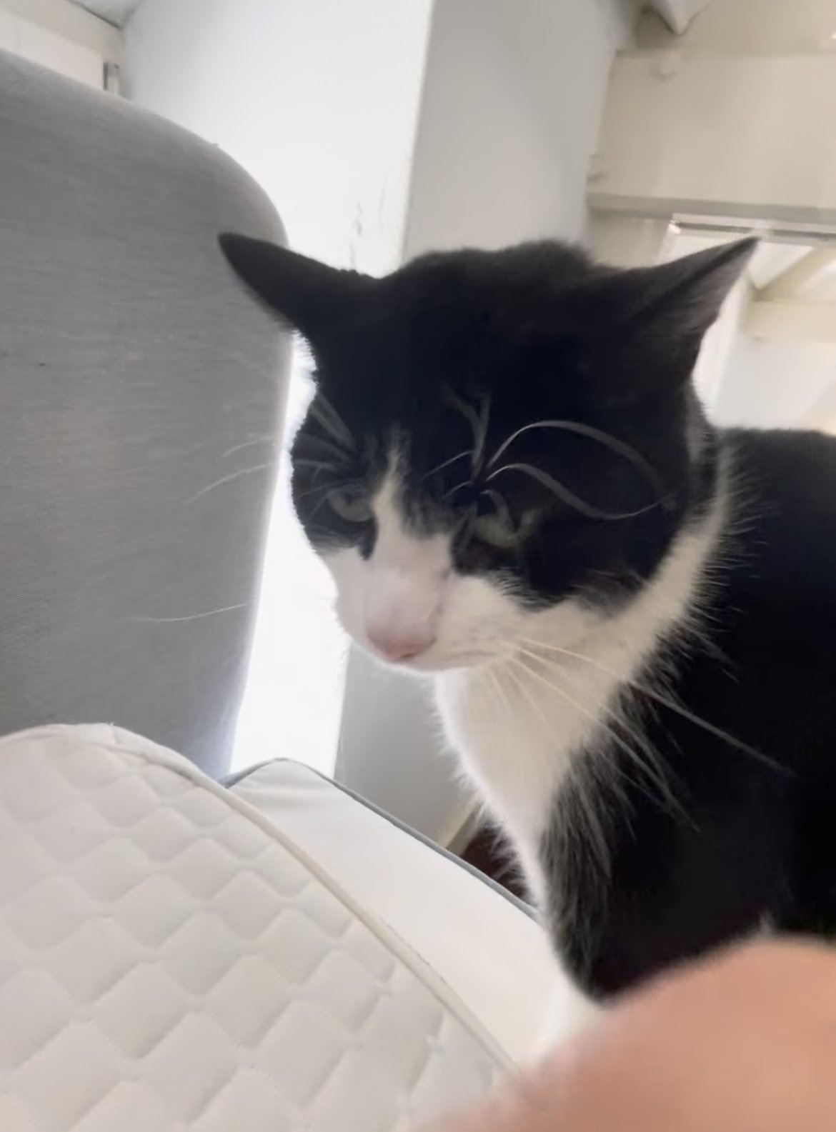 Dhruv, pet sitter in Rijswijk, photo 1