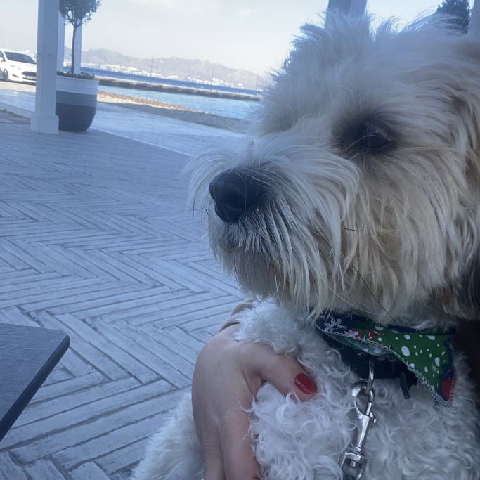 Rania, pet sitter in Amsterdam, photo 5