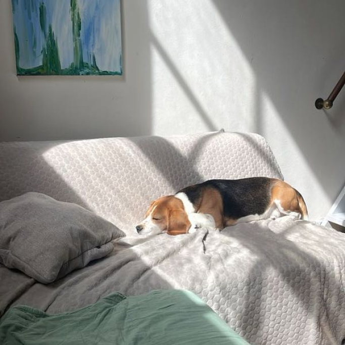 Tatiana, pet sitter in Amsterdam, photo 2