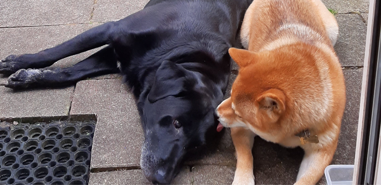 ieleke, pet sitter in Eemnes, photo 5
