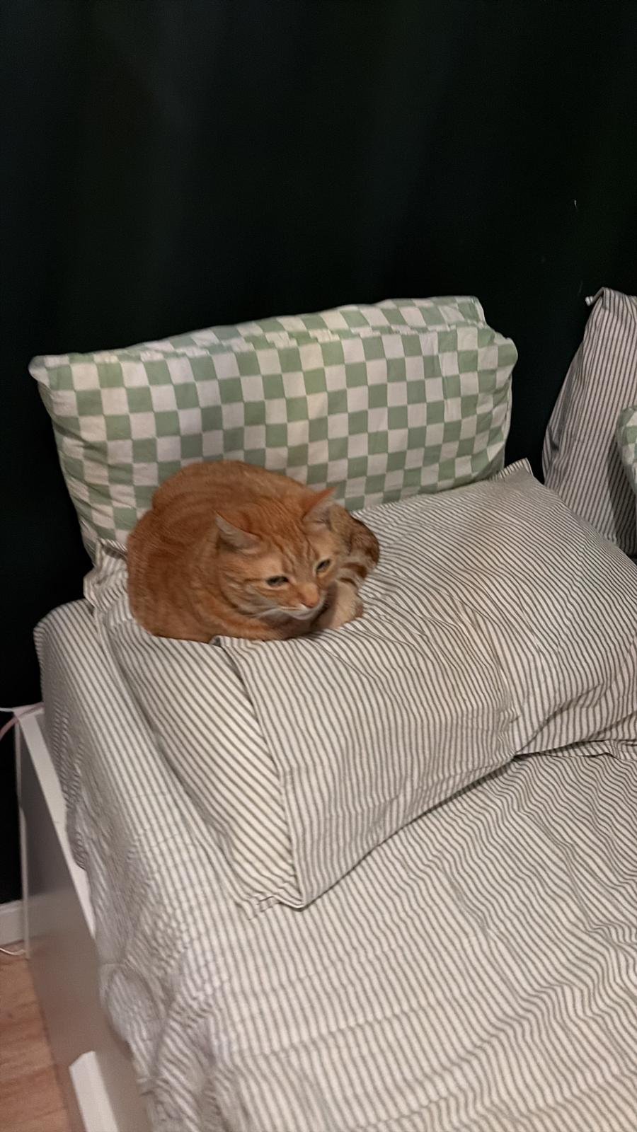 Ellis, pet sitter in Assen, photo 3