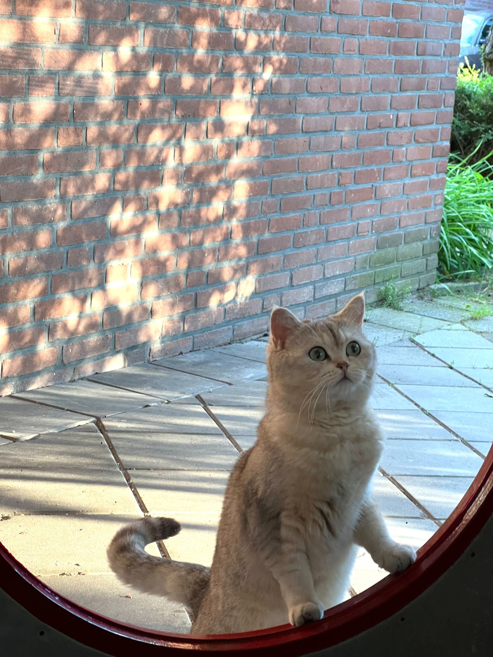 Yuni, pet sitter in Voorburg, photo 3