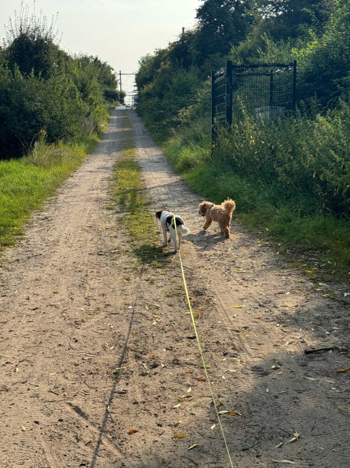 Gautham, pet sitter in Amsterdam, photo 5