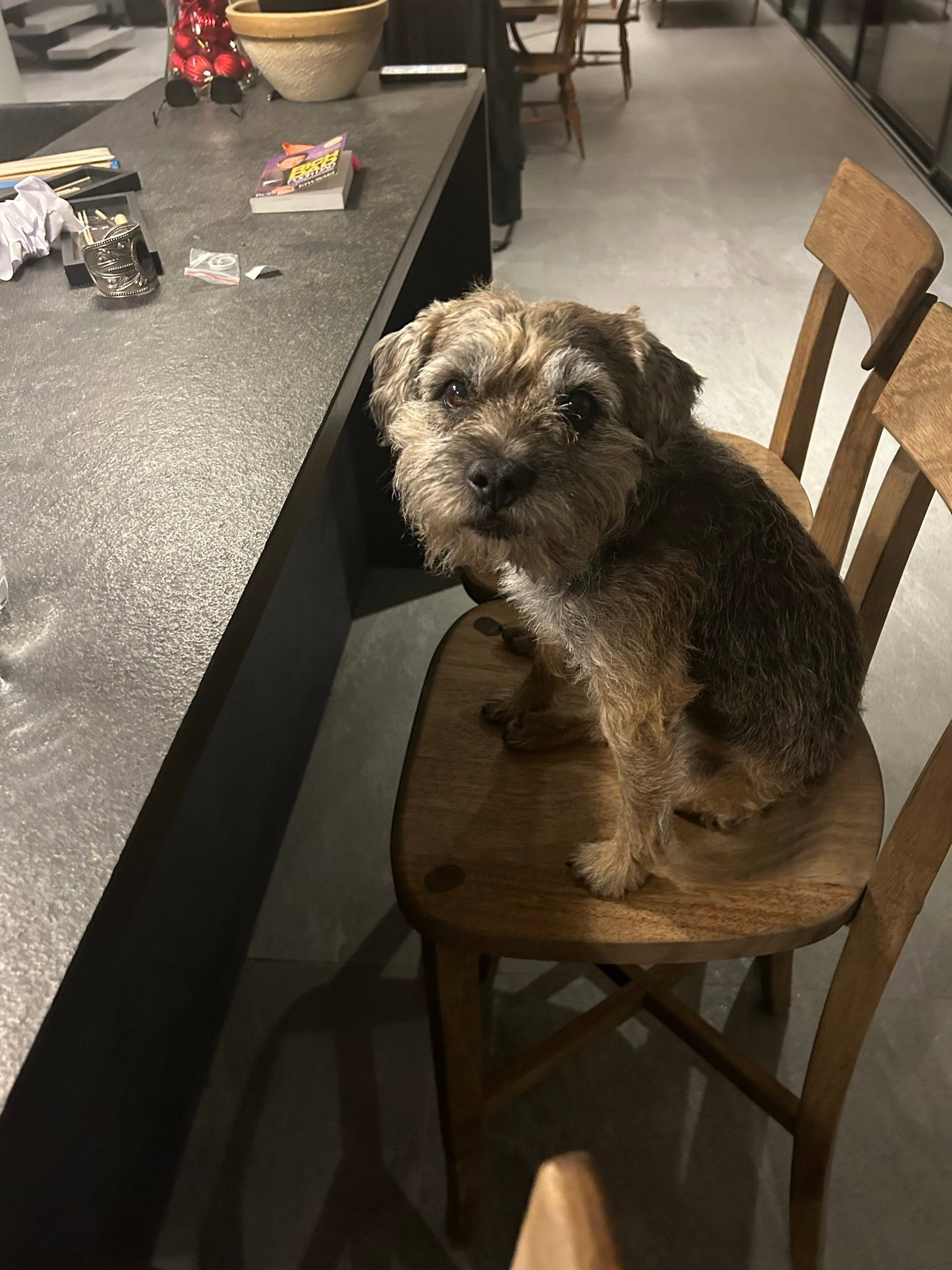 Aria, pet sitter in Amsterdam, photo 3