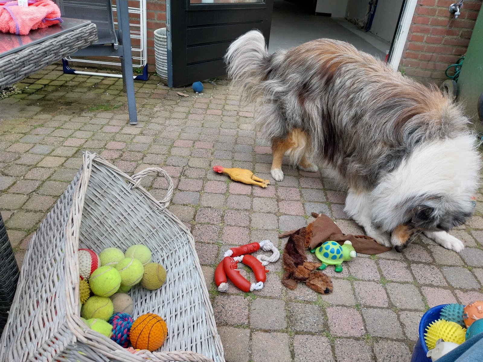 Diana, pet sitter in Ede, photo 4