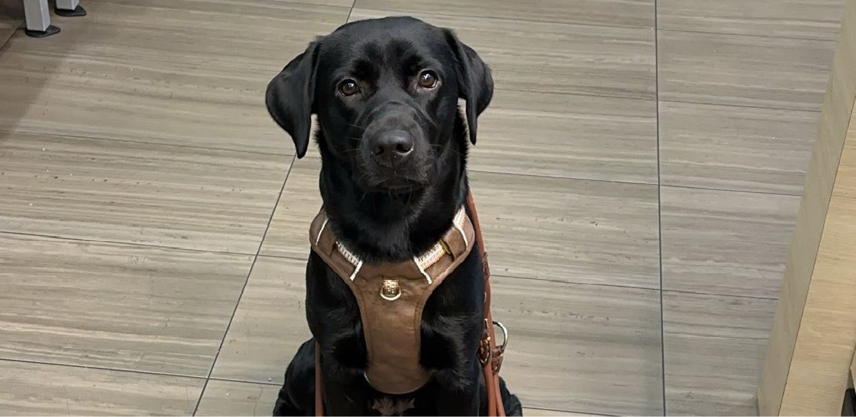Lea, pet sitter in Hannover, photo 1