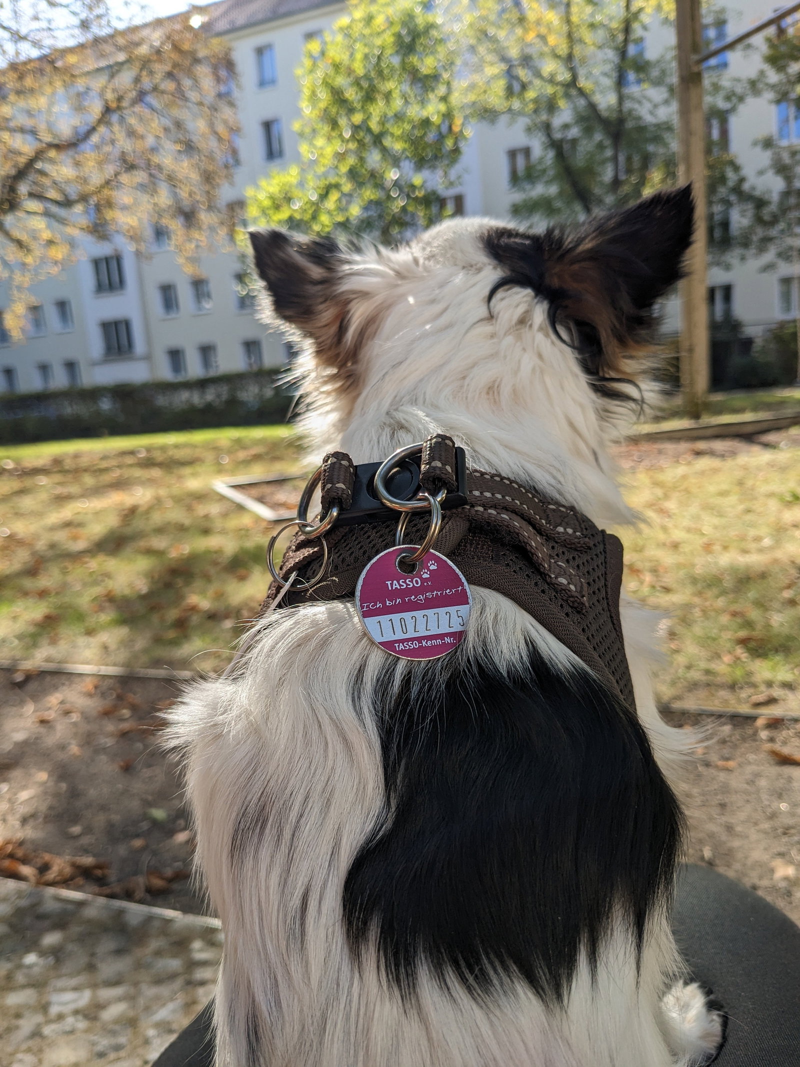 Heidi, Tiersitter in Berlin, Foto 4