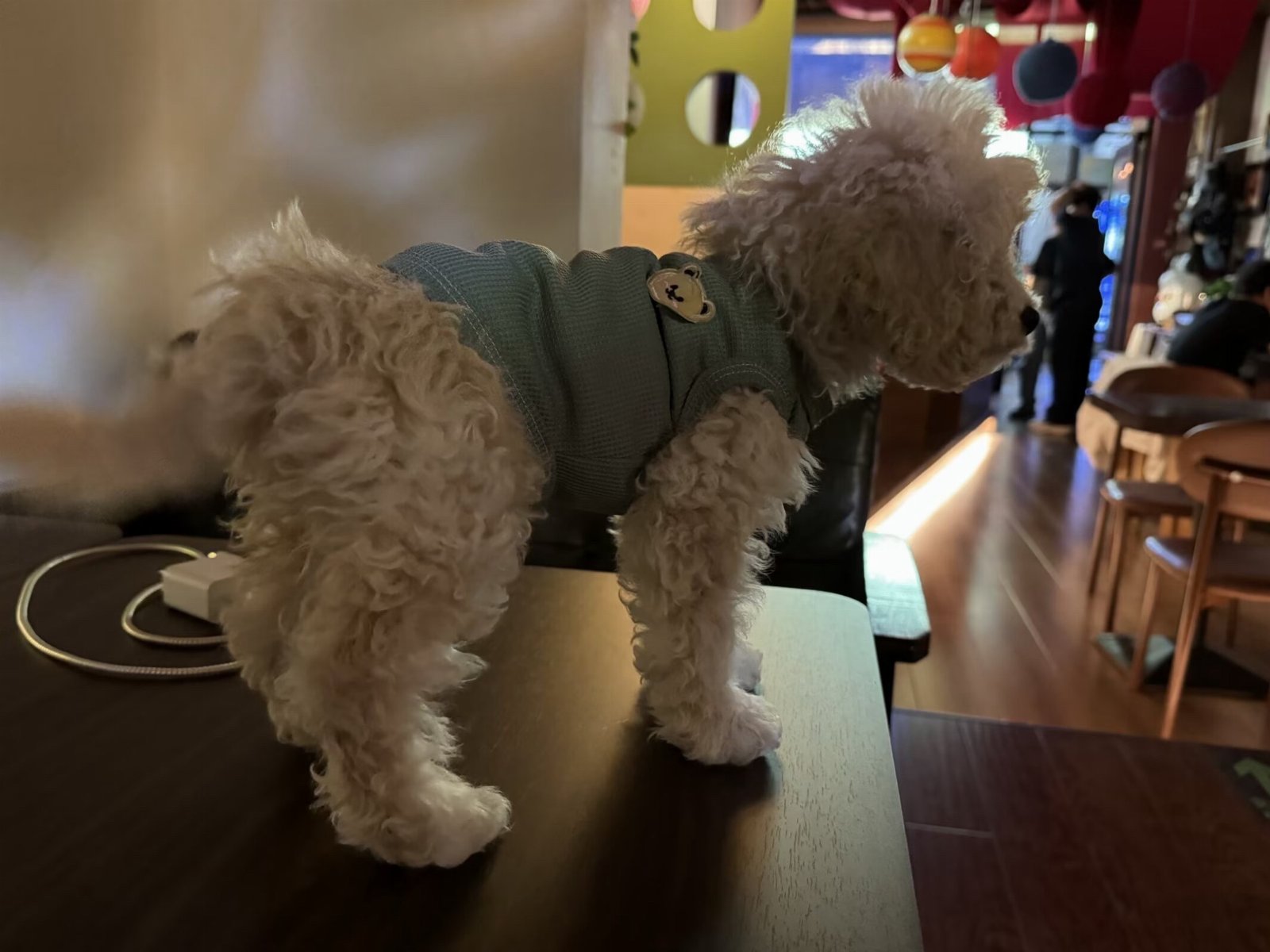 yue, pet sitter in Diemen, photo 3