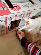 Shelly, pet sitter in Düsseldorf, photo 3