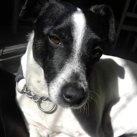 Valerie, pet sitter in Lelystad, photo 1