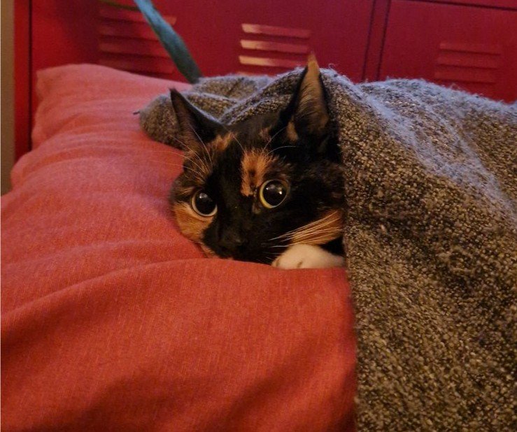 Luisa, pet sitter in Amsterdam, photo 2