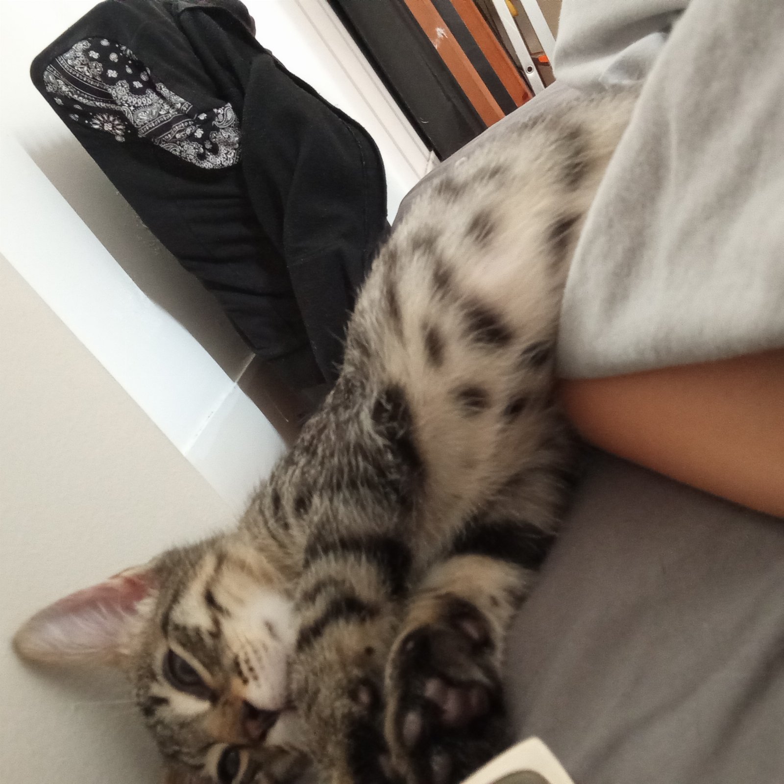 Isabela, pet sitter in Amsterdam, photo 4