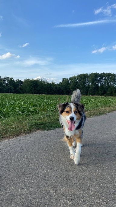 Antonia, Tiersitter in Vellmar, Foto 2
