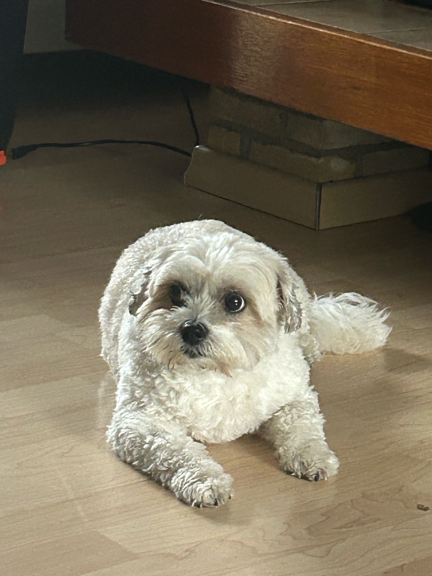 Mimi, pet sitter in Tholen, photo 2