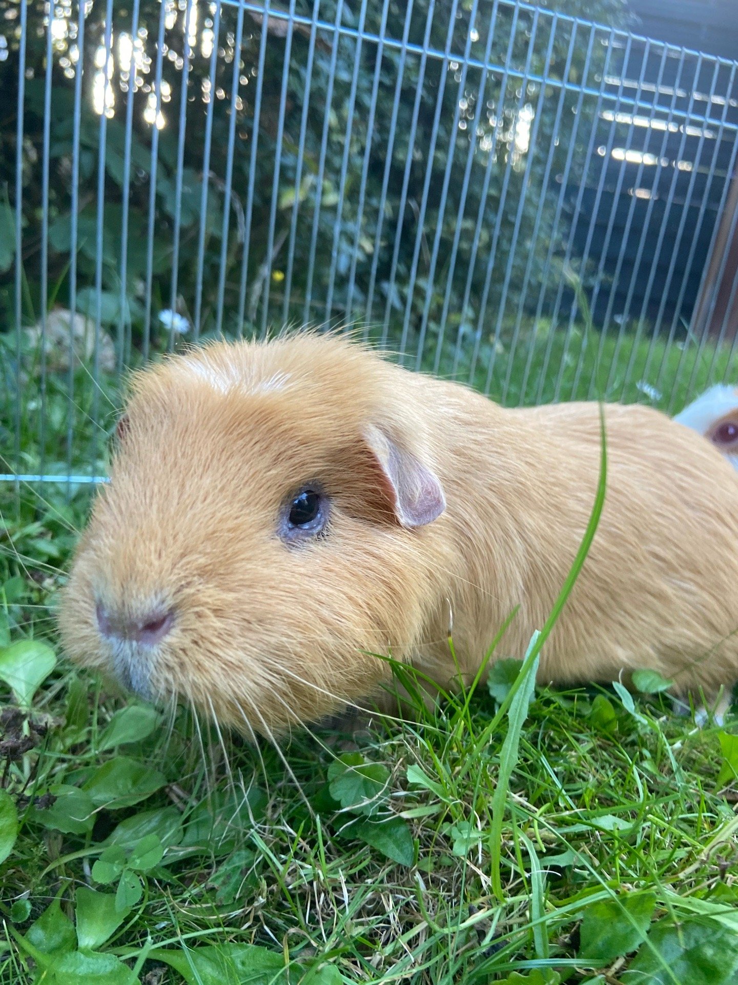Clara, Tiersitter in Wiesbaden, Foto 4