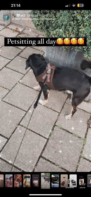 Gin, pet sitter in Leiden, photo 5