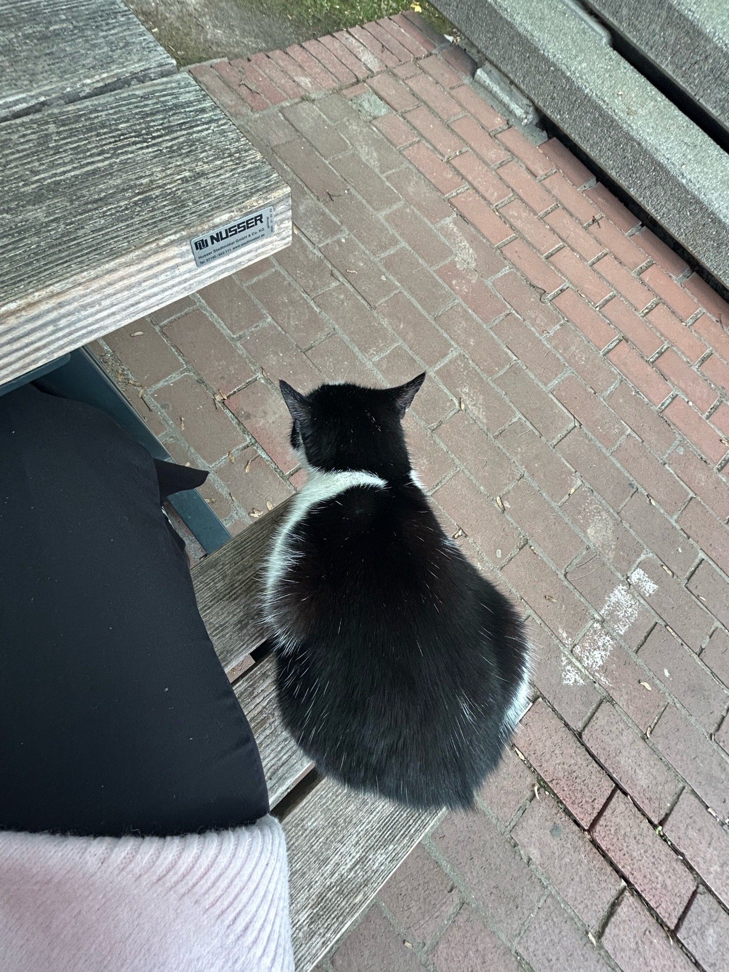 Sophie, Tiersitter in Dortmund, Foto 4