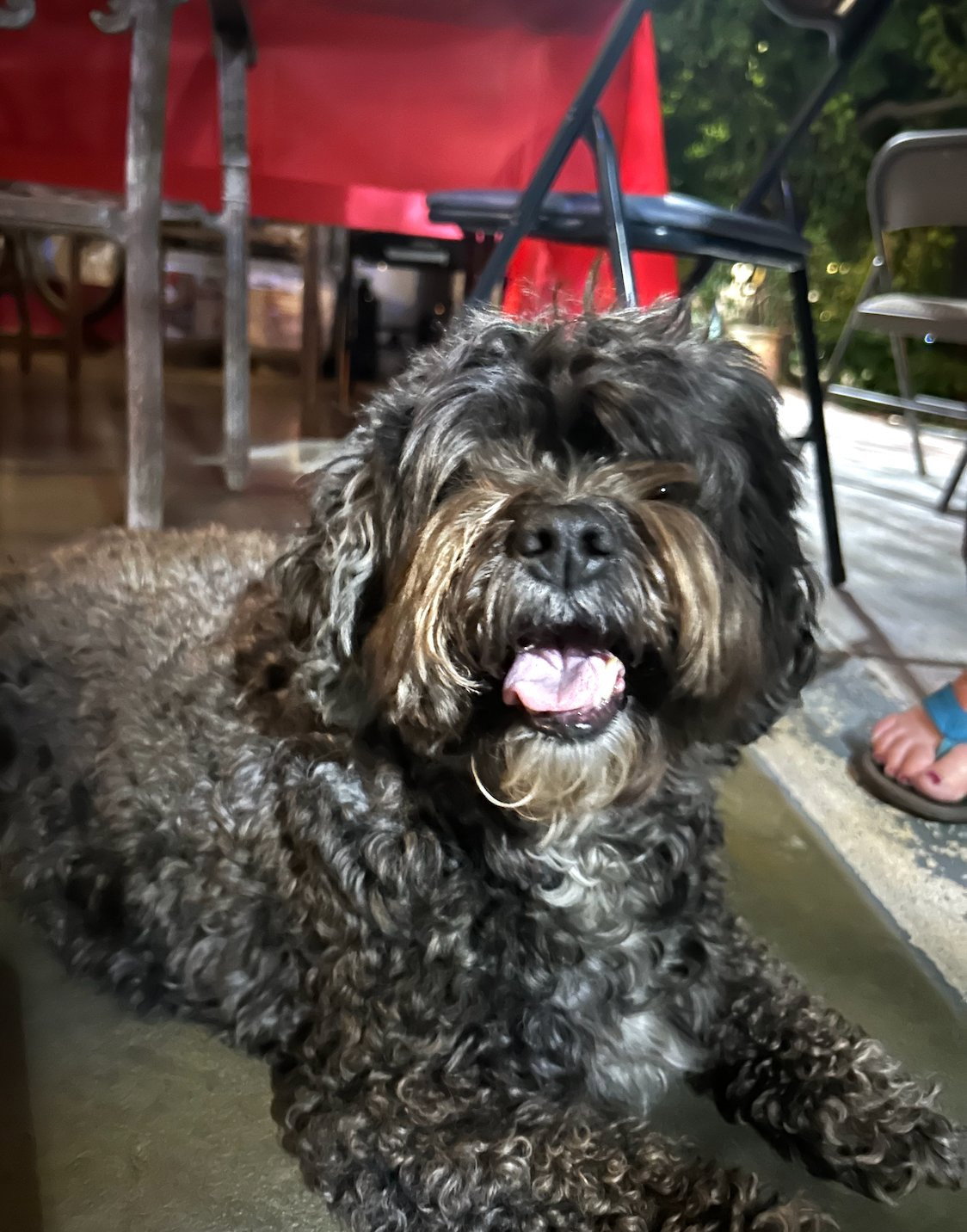 Briana, Tiersitter in Berlin, Foto 4