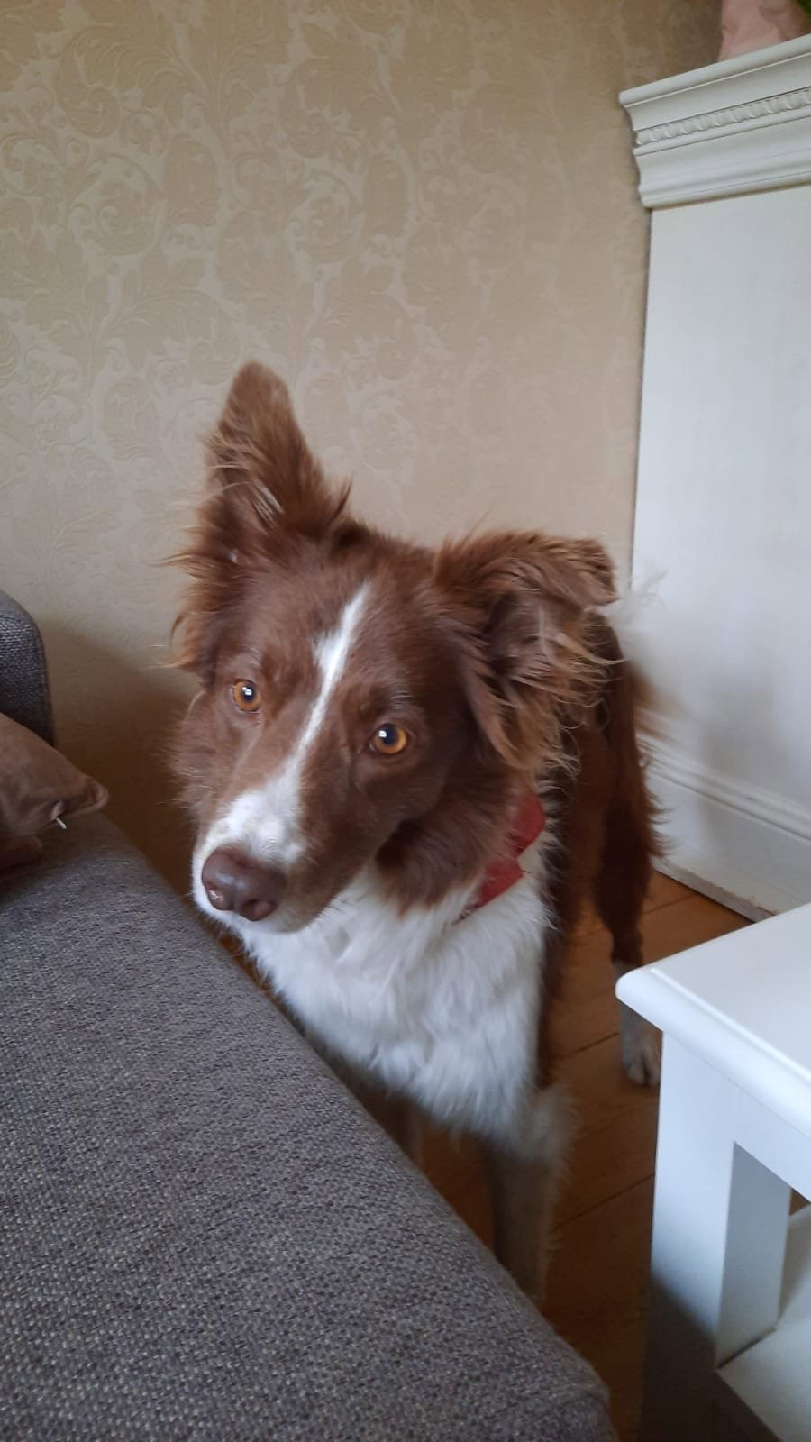 nancy, pet sitter in Alkmaar, photo 2