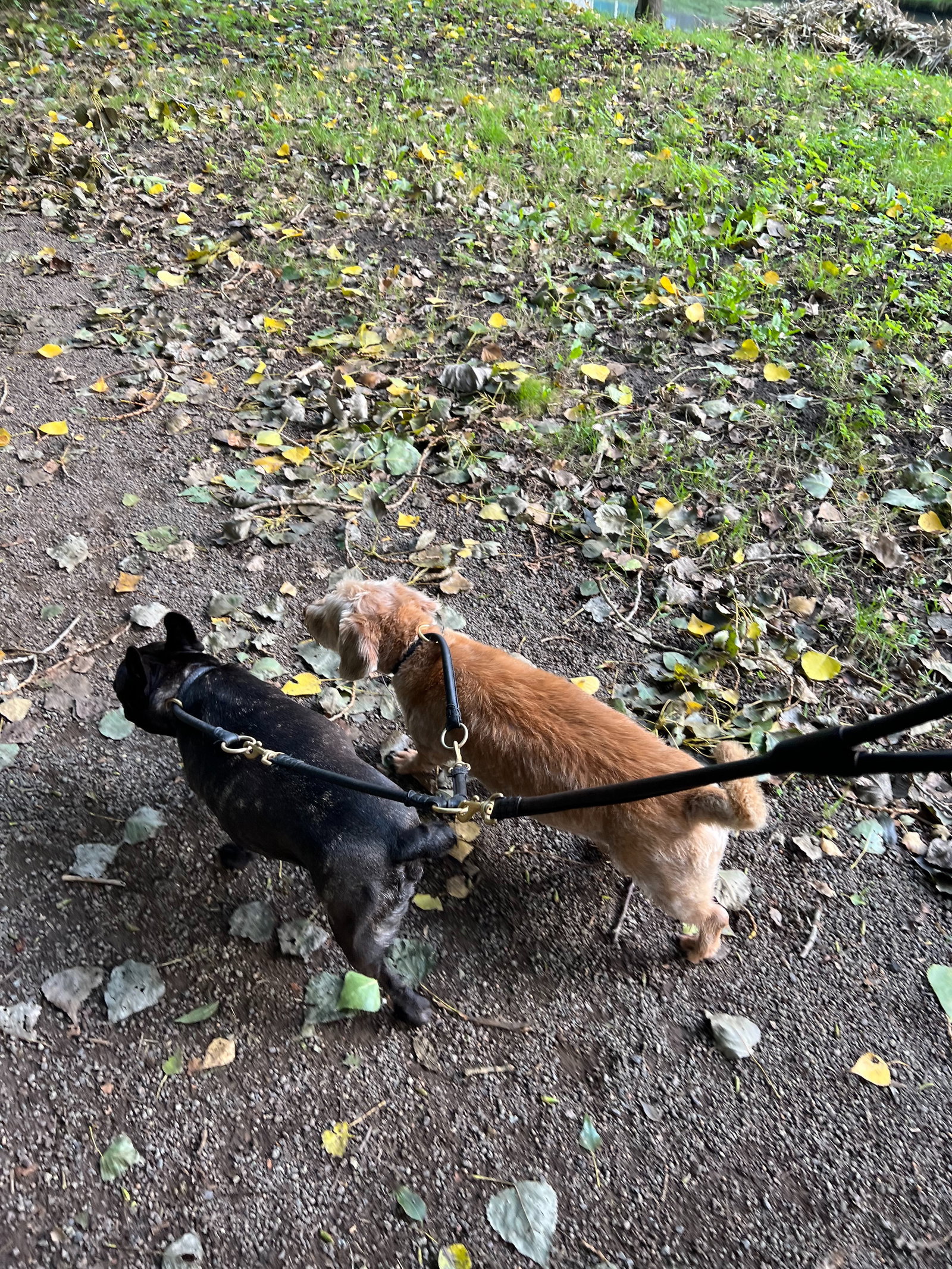 Sofia, pet sitter in Amstelveen, photo 2