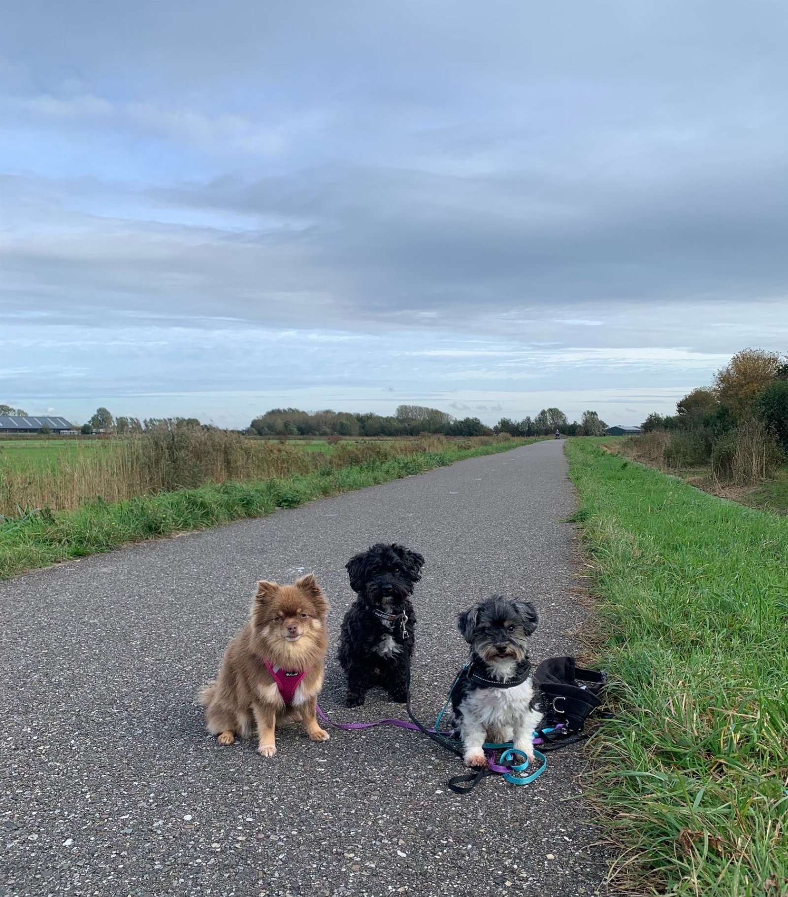 Nicole, pet sitter in Oudenhoorn, photo 1