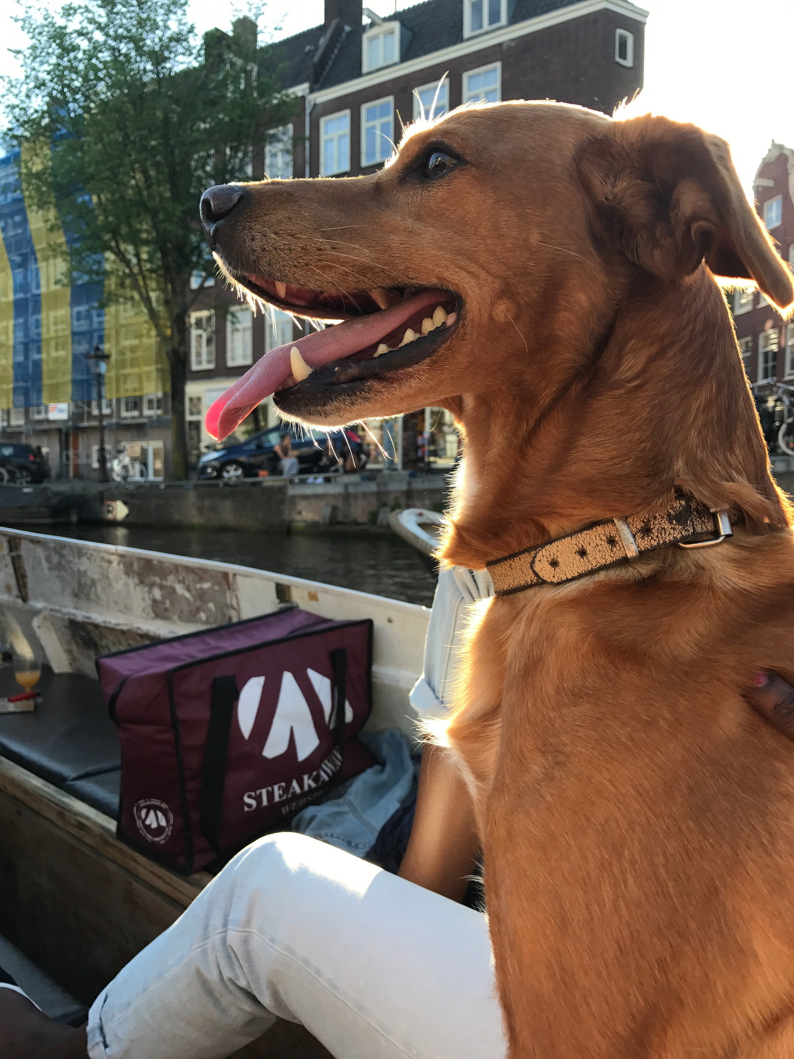 Shamira, pet sitter in Amsterdam, photo 1