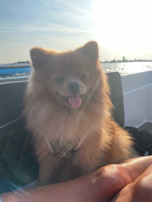 Demi, pet sitter in Soesterberg, photo 1